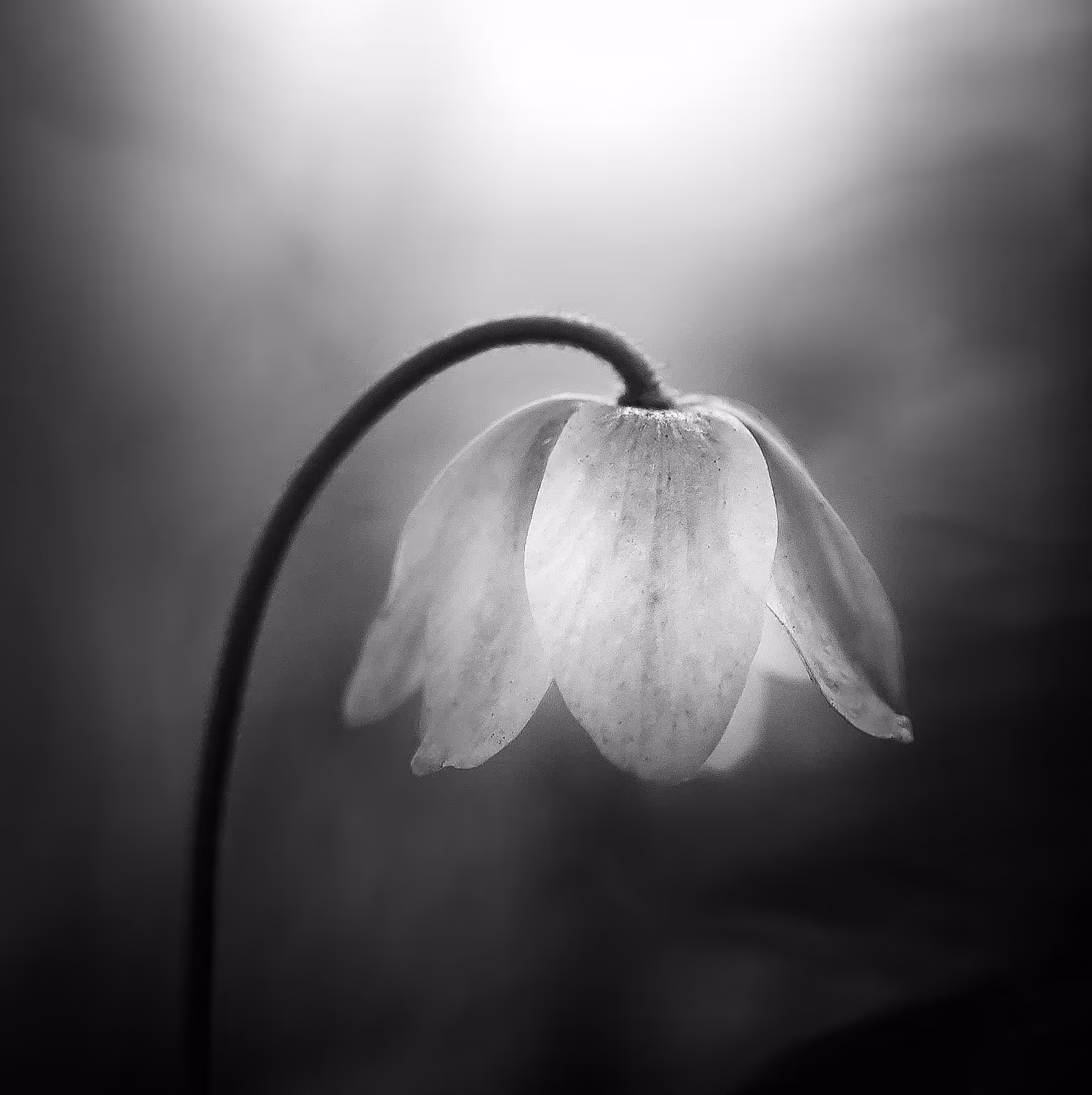 Drooping Bloom