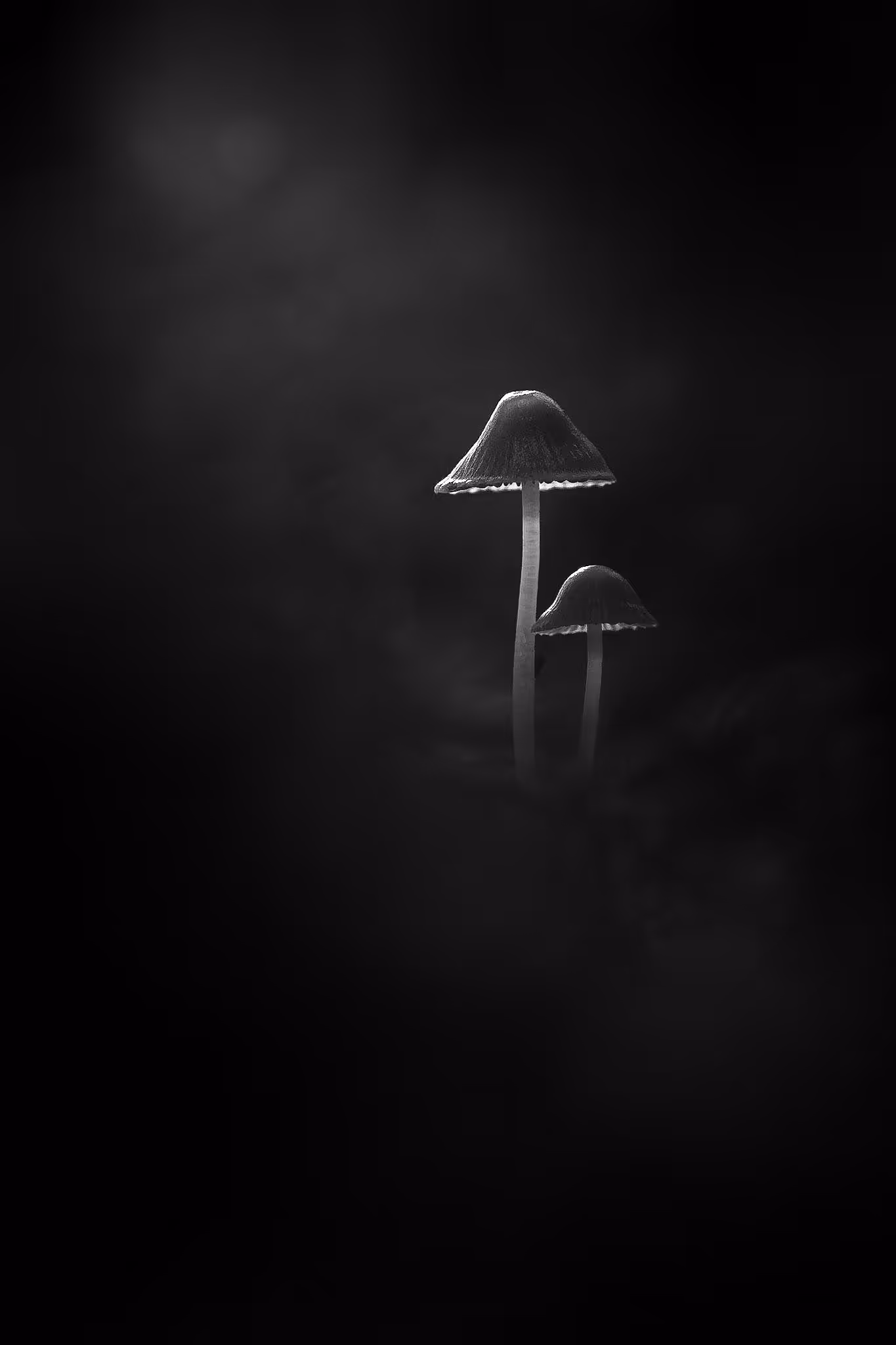 Two Mushrooms