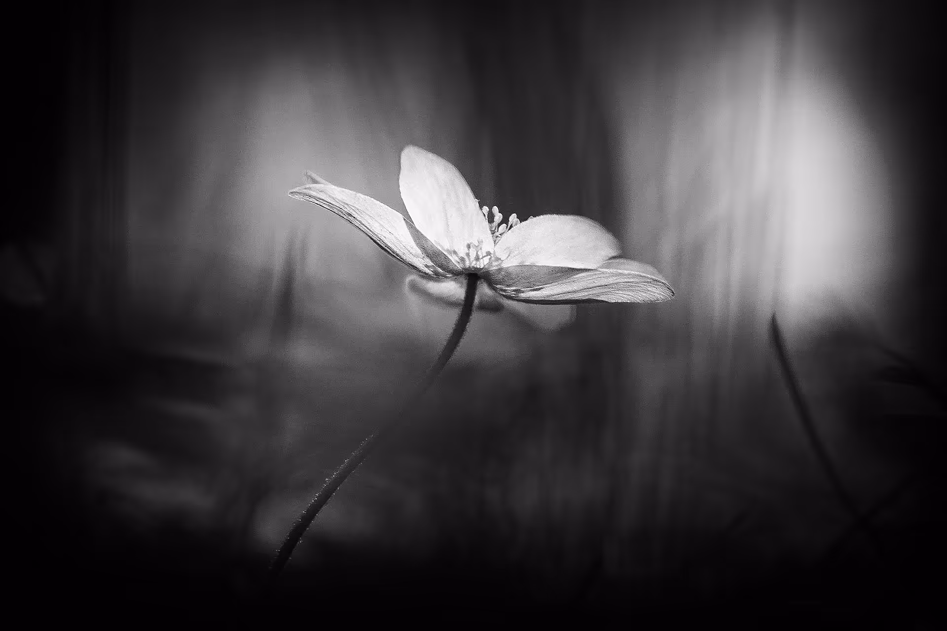 Ethereal Bloom
