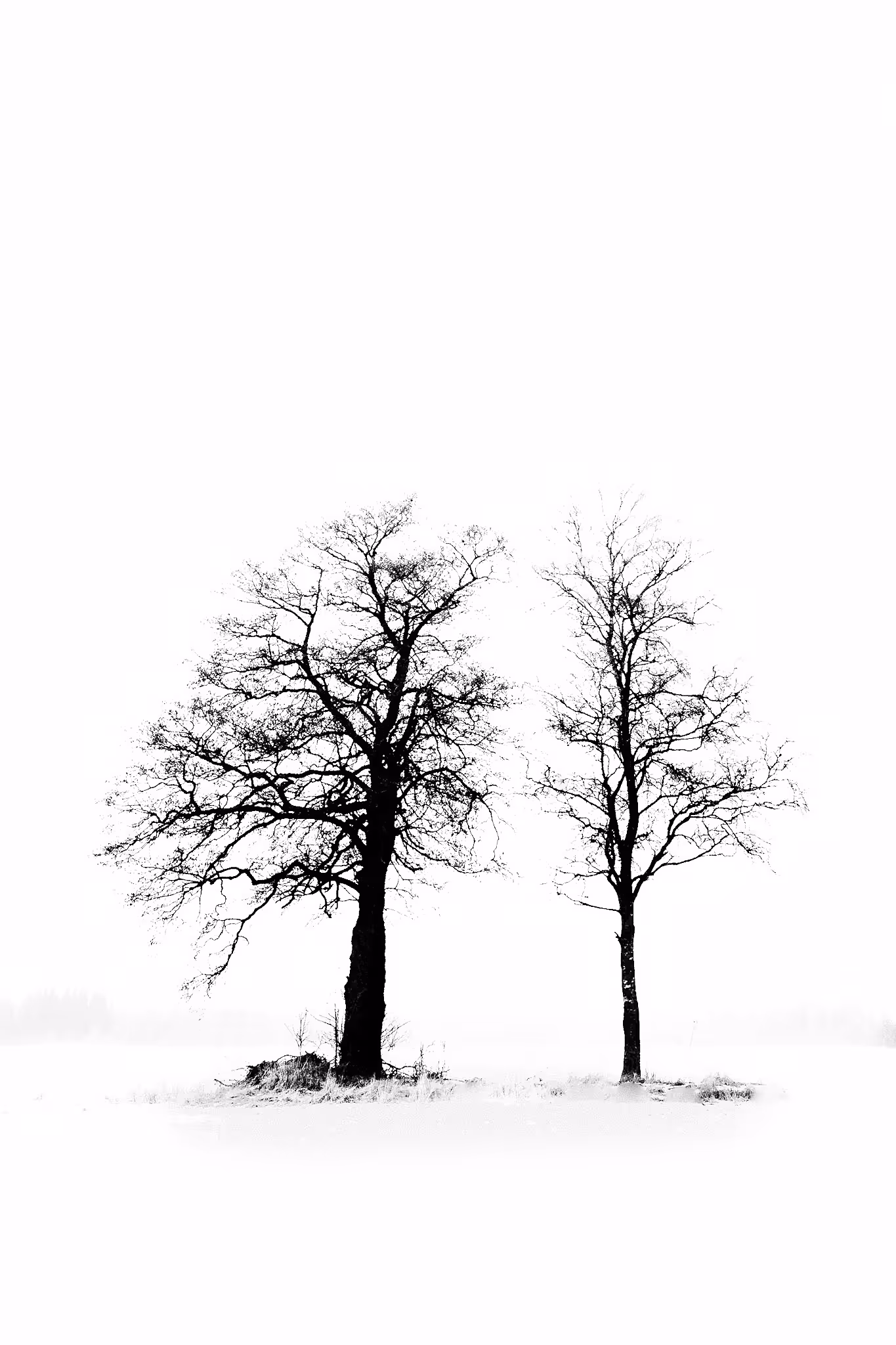 Two Trees