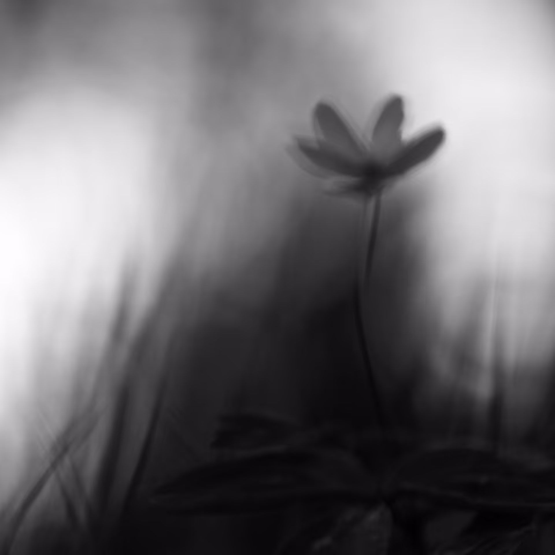 Ghost Flower