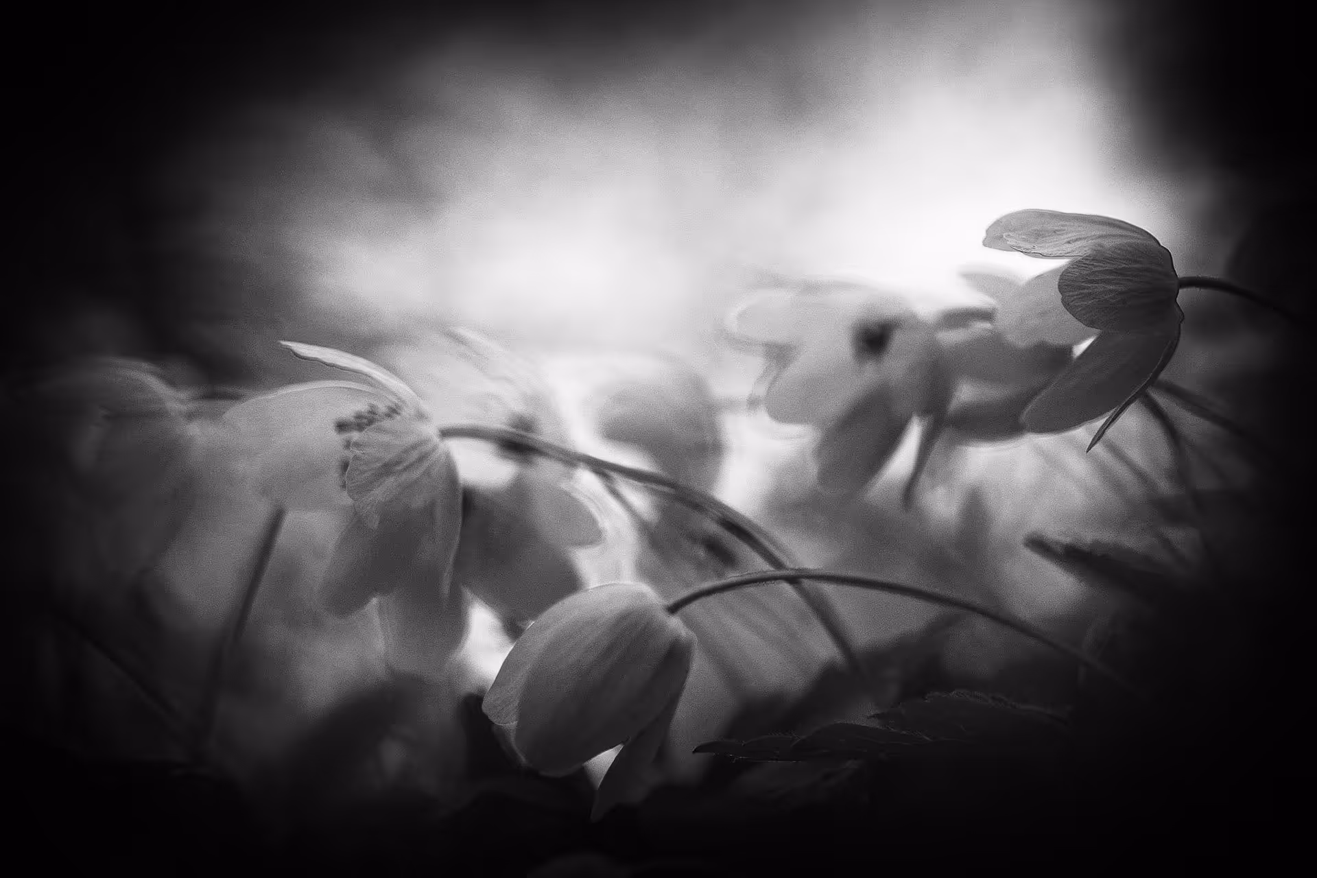 White Anemones