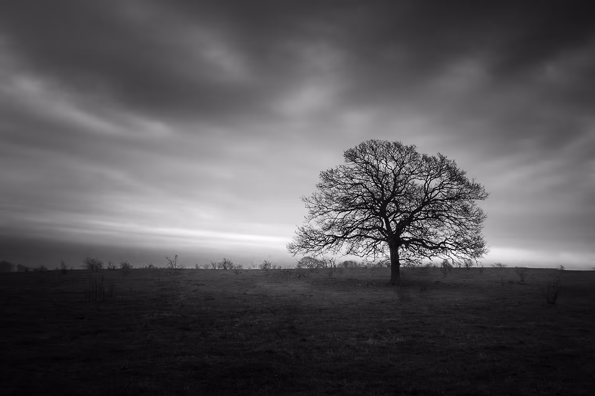 The Lone Tree