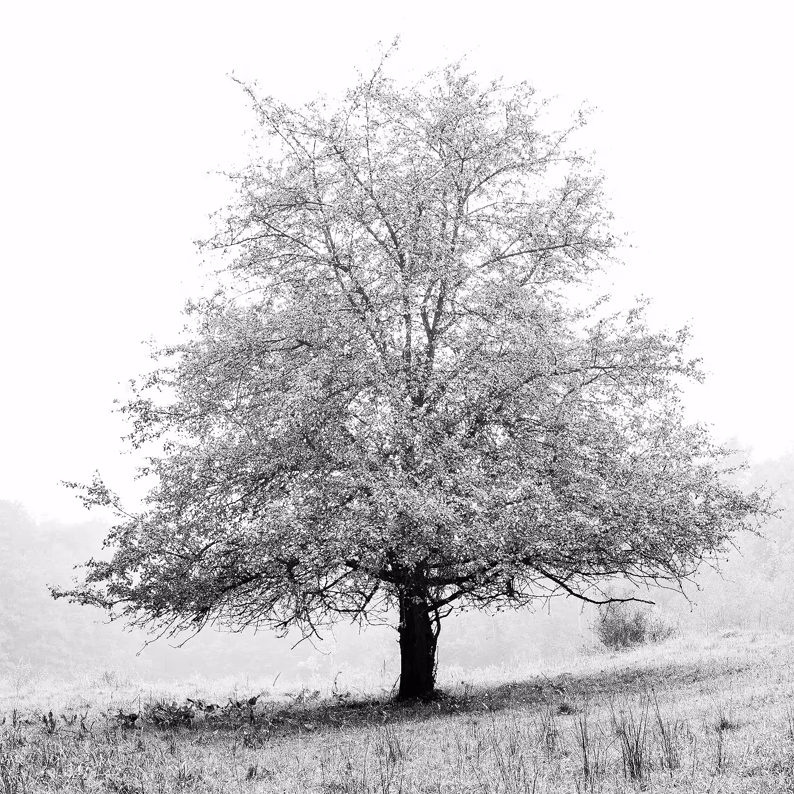 Blooming Tree