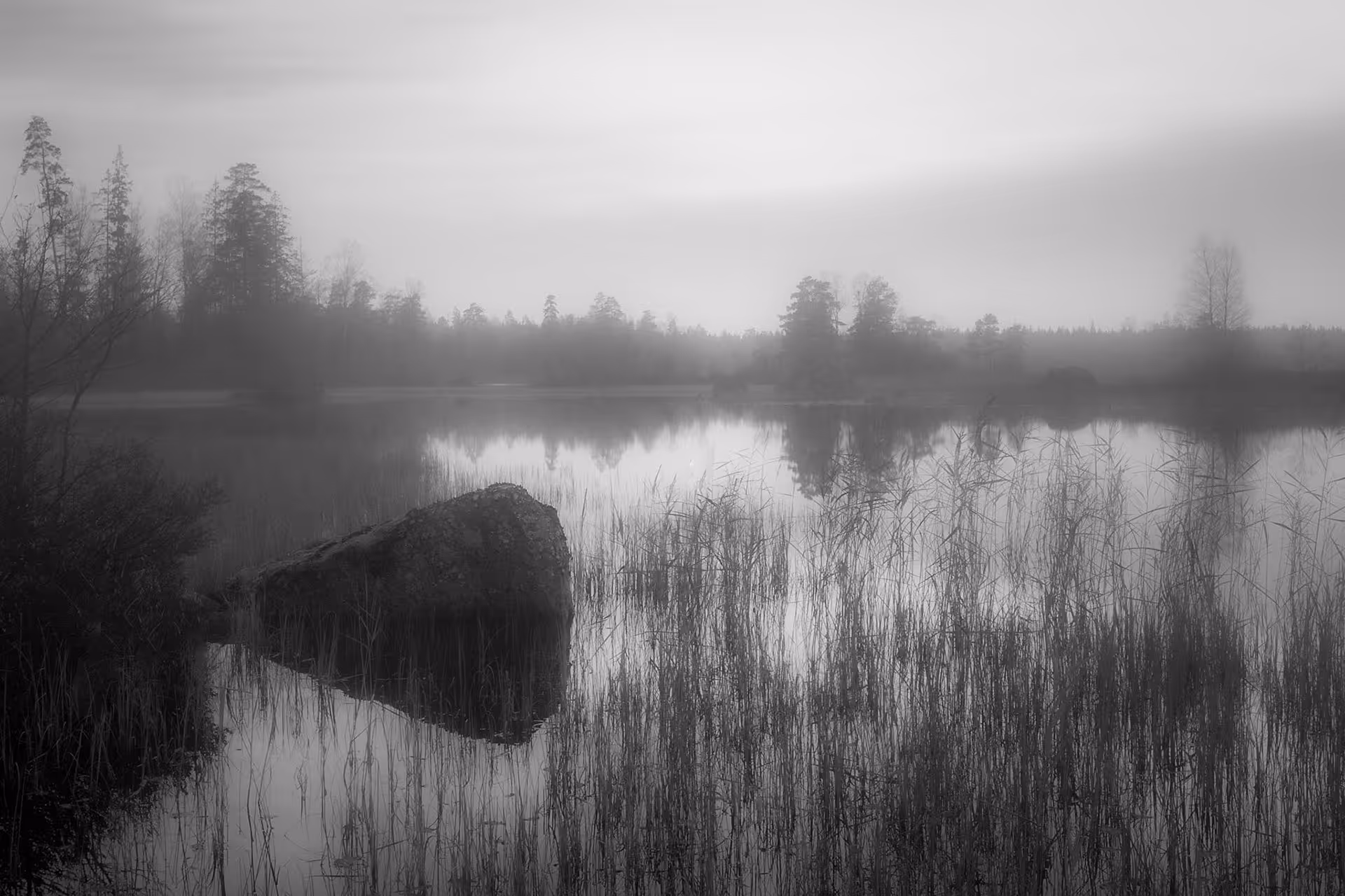 Misty Bog