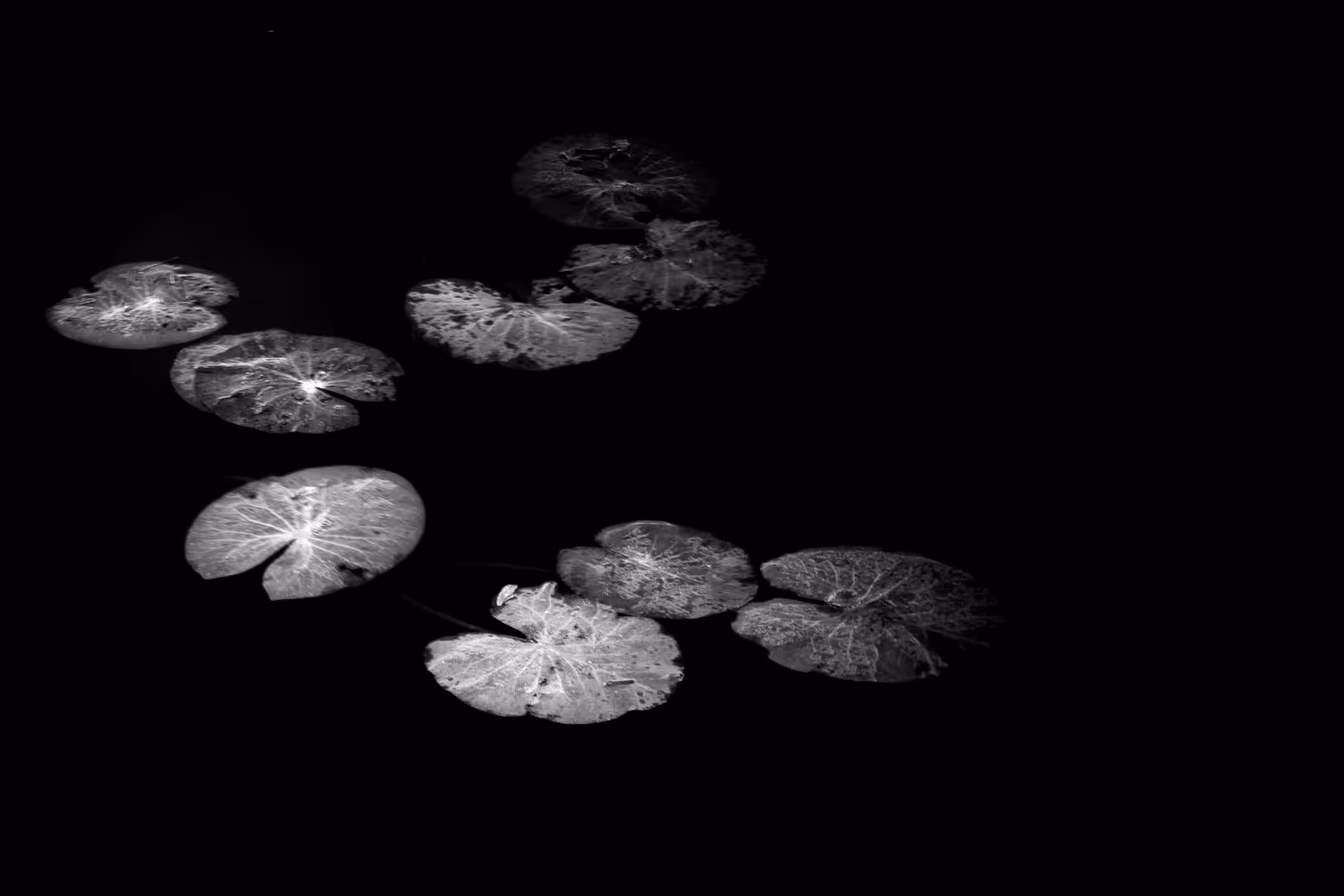Water Lilies