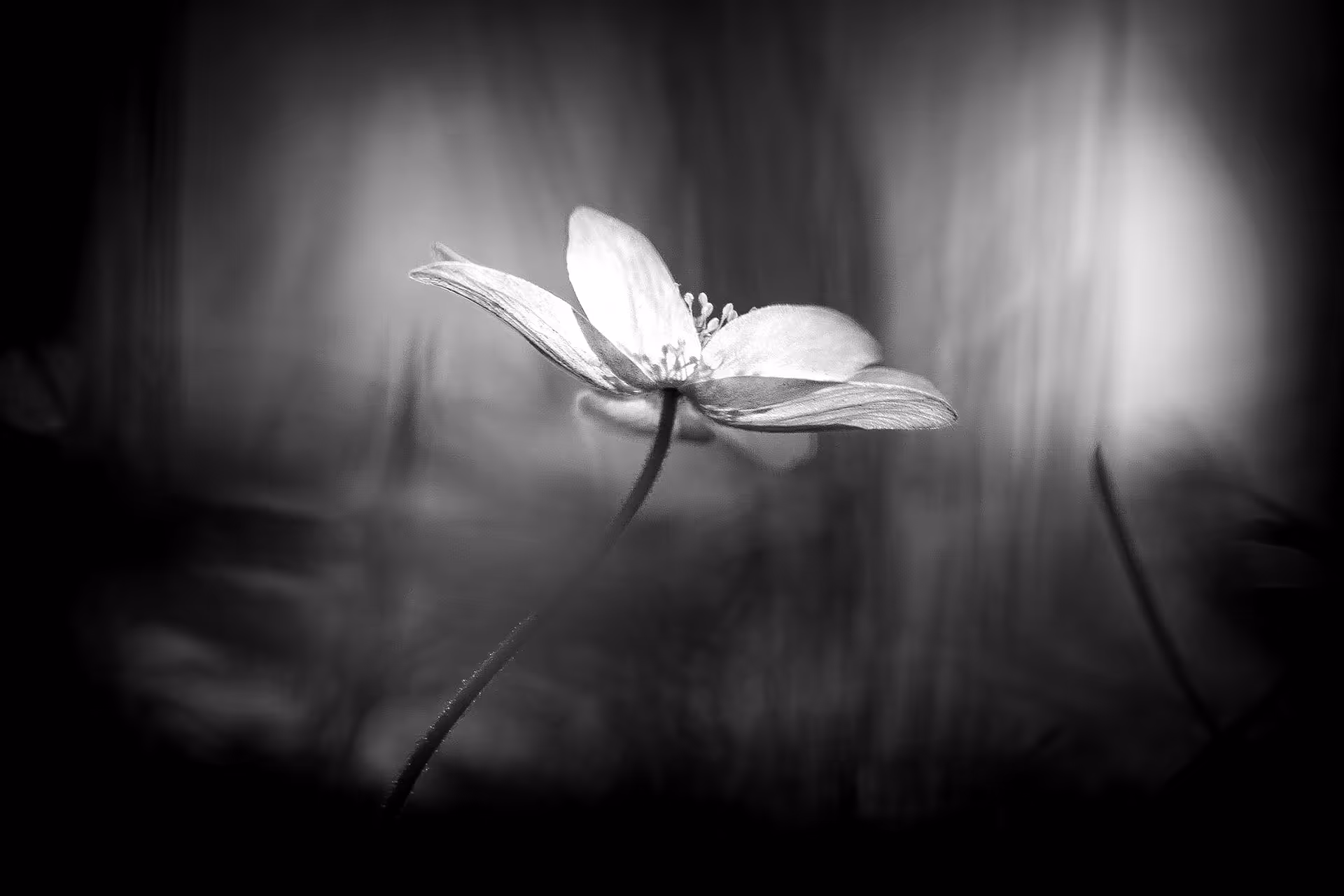 Single Anemone