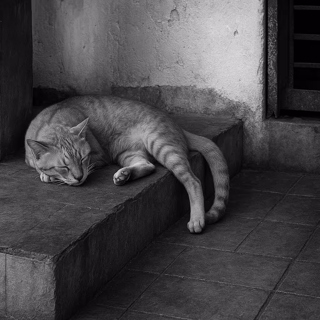 Sleeping Cat